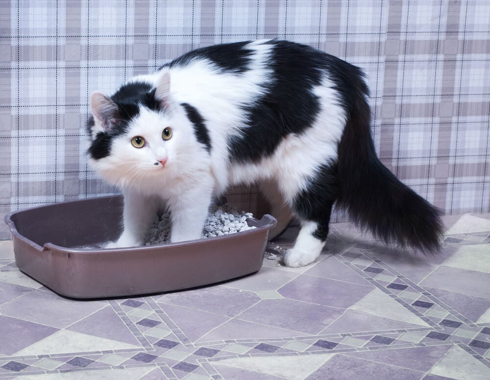 Elderly cat peeing in house hotsell